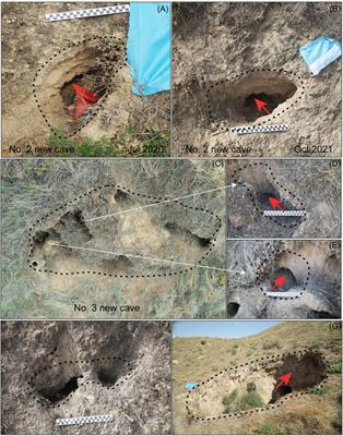 Interaction Between Animal Burrowing and Loess Cave Formation in the Chinese Loess Plateau